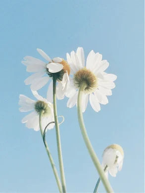 Sensitive Skin Oil-to-Milk Cleanser – Gentle Makeup Removal & Hydration