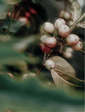 Caffeine Gel Booster – Wake-Up Effect & De-Puffing